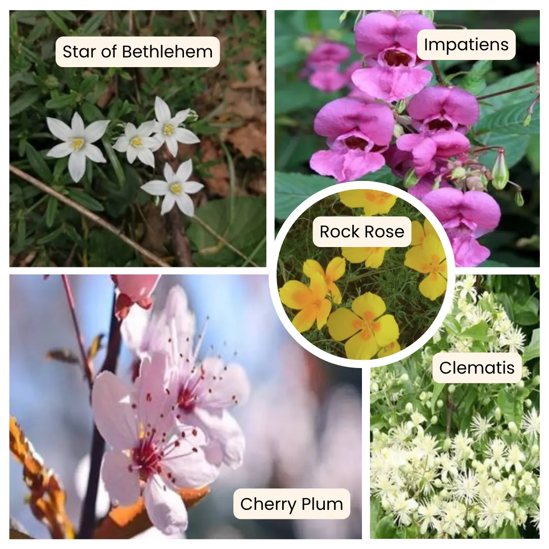 rescue-remedy-cvetovi-1